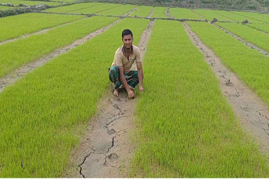 A farmer taking care of his Boro seedbeds in the Baldipukur area under Mithapukur upazila of Rangpur district on Tuesday — FE Photo