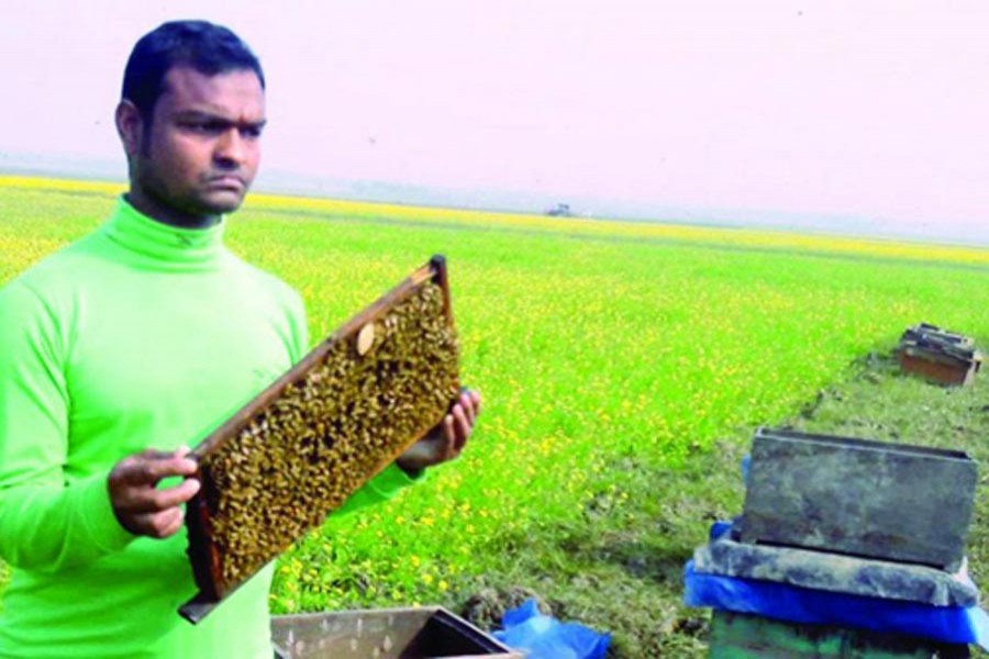 A beekeeper collecting honey from bee boxes set up beside a vast mustard field in Rajshahi — BSS Photo