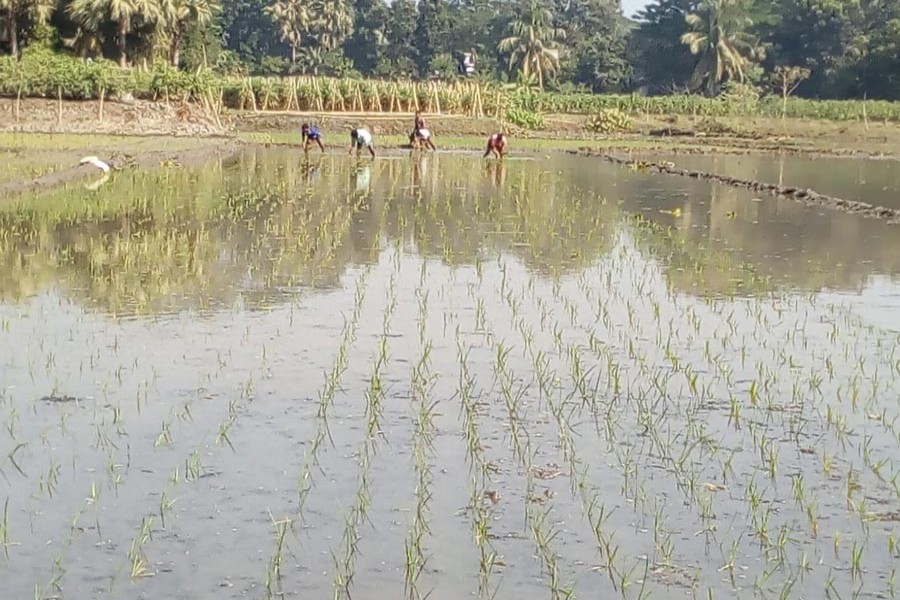 Farmers planting Boro seedlings in a field at Digarkul village under Gopalganj Sadar upazila on Wednesday — FE Photo