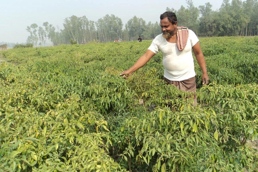 A chilli farmer harvesting his produce at a field under Dupchanchia upazila of Bogura district on Wednesday — FE Photo