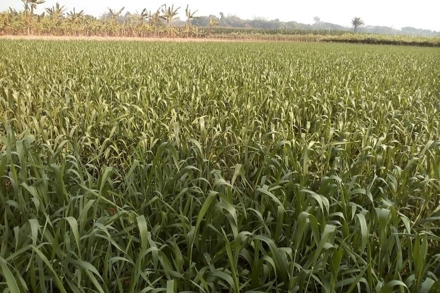 A maize field in Protappur village under Jhenidah Sadar — FE Photo