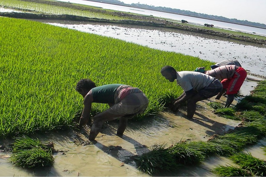Farmers collecting Boro seedlings from a seedbed in Derai upazila of Sunamganj district on Saturday — FE Photo
