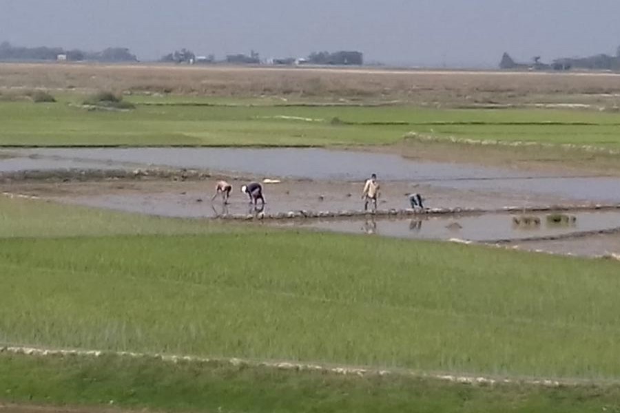 Farmers working in a paddy field in Sylhet Sadar on Sunday — FE Photo