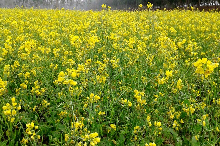A mustard field in the Shukurerhat area under Mithapukur upazila of Rangpur. The photo was taken on Tuesday — FE Photo