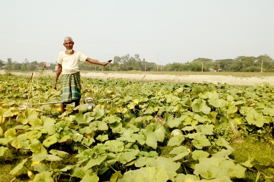 An elderly vegetable farmer at his pumpkin field in Sylhet Sadar on Wednesday — FE Photo
