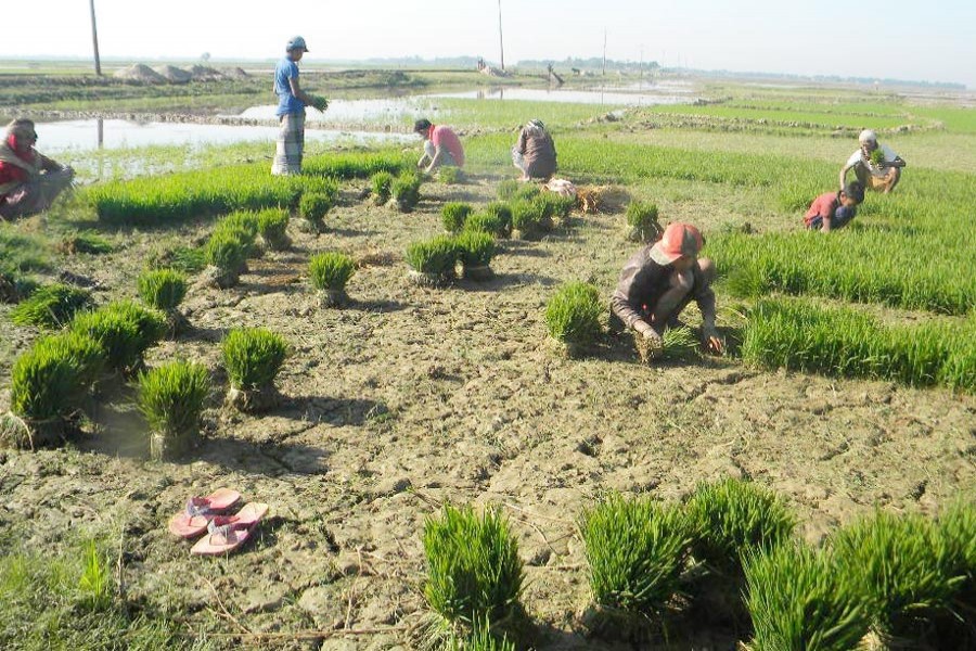A female potter working on her homestead in Akkelpur upazila of Joypurhat on Thursday — FE Photo