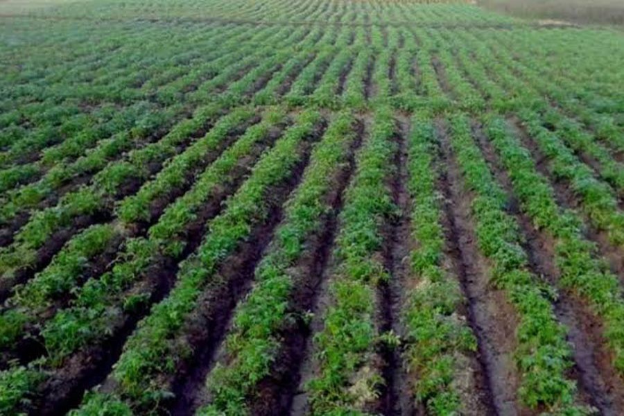 A potato field with growing plants at Atrai Upazila in Naogaon district — FE Photo