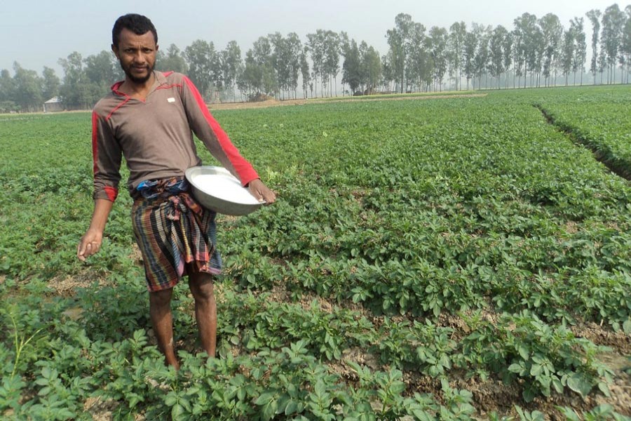 A farmer spreading fertiliser at his potato field in Dakaher village under Dupchanchia upazila of Bogura district — FE Photo