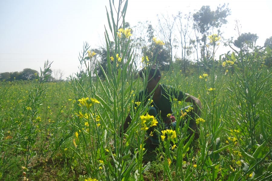 A peasant working in his mustard field at village Jagdal under Sadar upazila in Magura — FE Photo