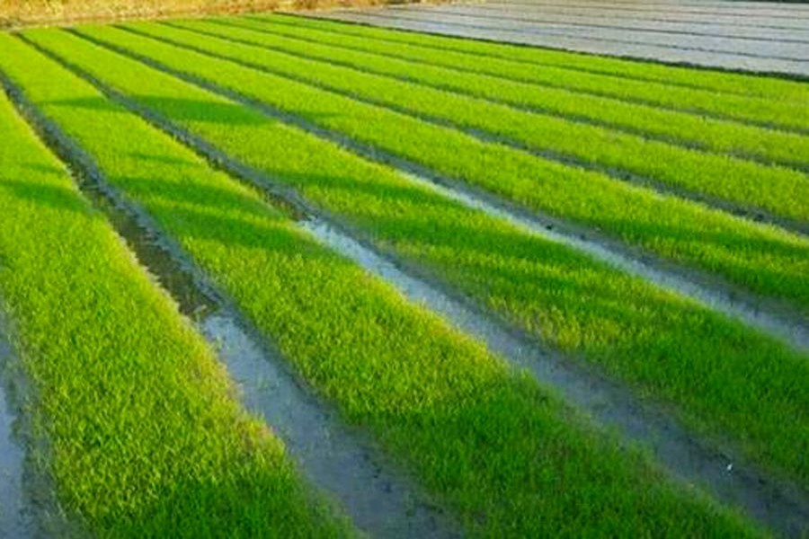 A community seedbed at Mohadevpur Upazila in Naogaon district — FE Photo