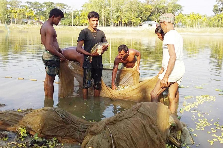 Farmers catching fish at Joybhoga village under Gabtoly upazila of Bogura district — FE Photo