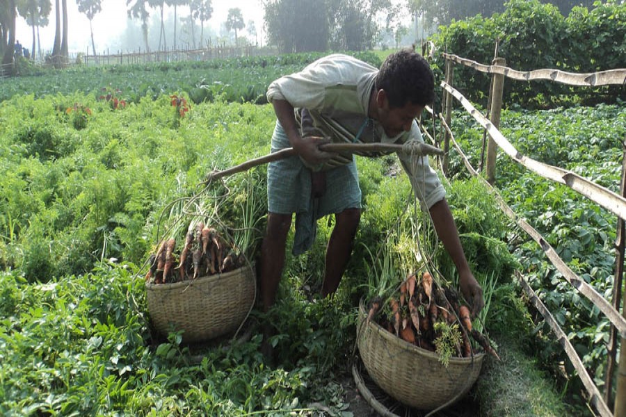 A farmer collecting carrots from his field at Pushinda village under Adamdighi in Bogura district to sell them at Sauil haat. — FE Photo