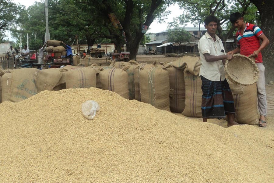Farmers filling sacks with T-Aman paddy for sale in Bogura — FE Photo