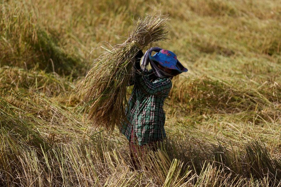 A farmer working in a paddy field outside Phnom Penh, Cambodia — Reuters