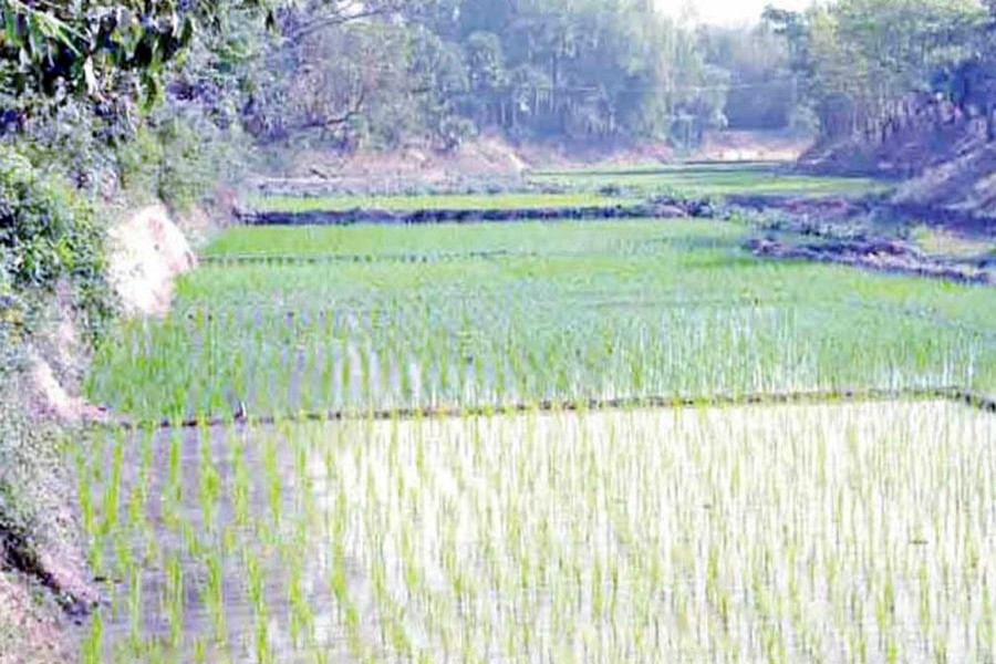 A view of a Boro farm land in the Nagor River basin under Kahaloo upazila of Bogura district — FE Photo