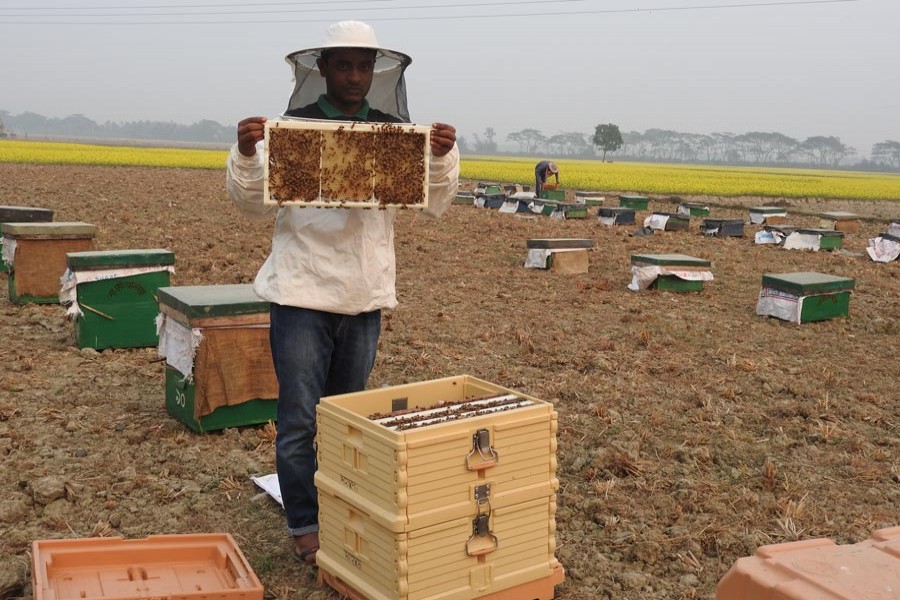 A bee keeper working in his mustard field at Moghi village under Magura Sadar upazila — FE Photo