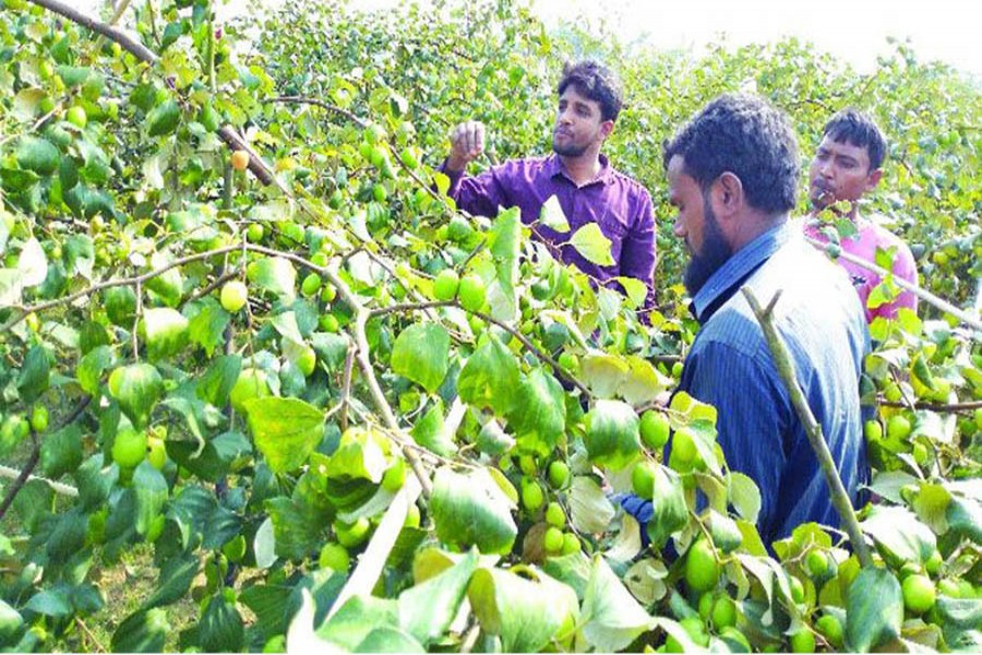Farmers harvesting plums from a orchard at Mahmuspur village under Gurudaspur upazila of Natore district — FE Photo