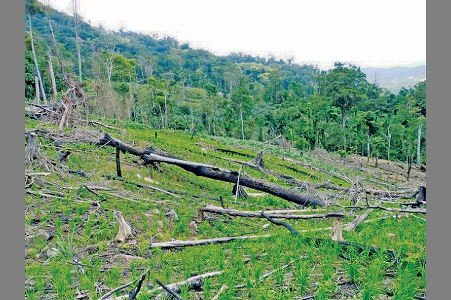 If forest loss continues at the current rate, it will be impossible to keep warming below 2.0 degrees Celsius as pledged in the Paris Agreement. — IPS