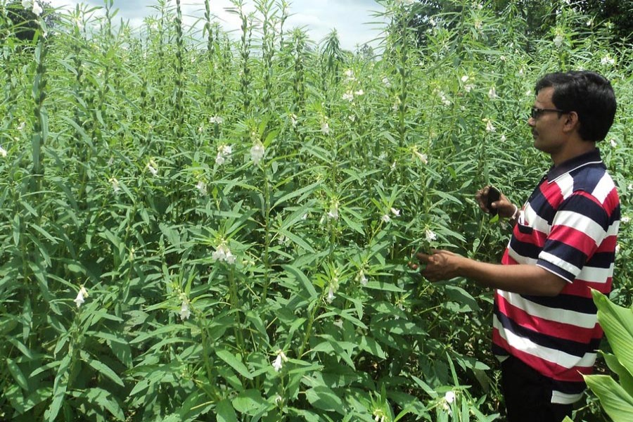 A cultivator taking care of his sesame field in Sirajganj district — FE Photo