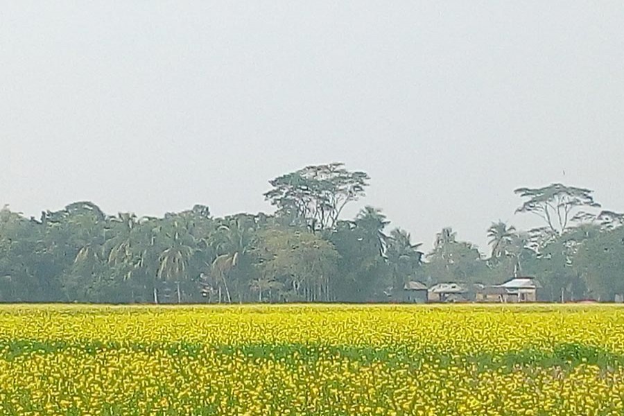A view of a mustard field at Suktail village under Sadar Upazila in Gopalganj — FE Photo
