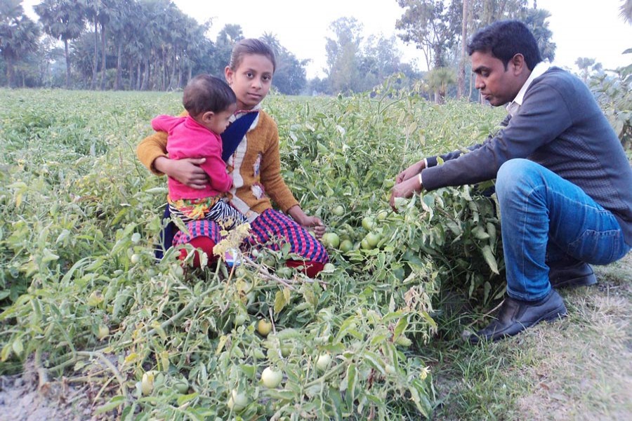 Harvesting of tomato going on at Dupchanchia upazila of Bogura district — FE Photo
