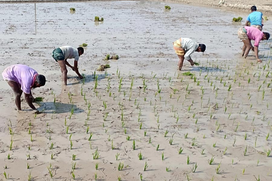 Farm labourers transplanting Boro seedlings in a field at Anderkota village of Mithapukur upazila in Rangpur district — FE Photo