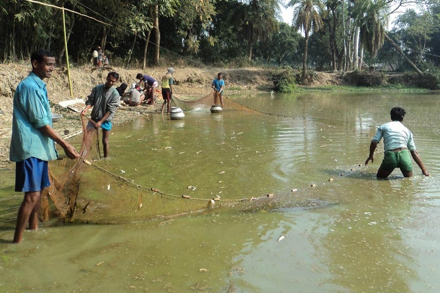 Farmers catching Bheda fish at a pond under Adamdighi upazila of Bogura district — FE Photo