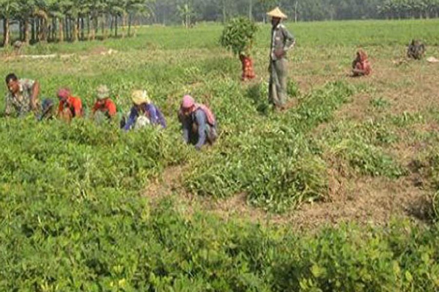 Farmers harvesting groundnut in Jamuna river basin under Sadar upazila of Sirajganj district — FE Photo