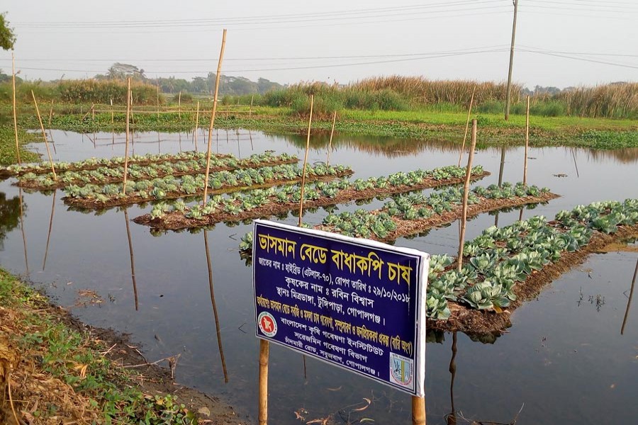 Floating cabbage beds seen at Mritodanga village of Joaraia union under Tungipara Upazila in Gopalganj — FE Photo