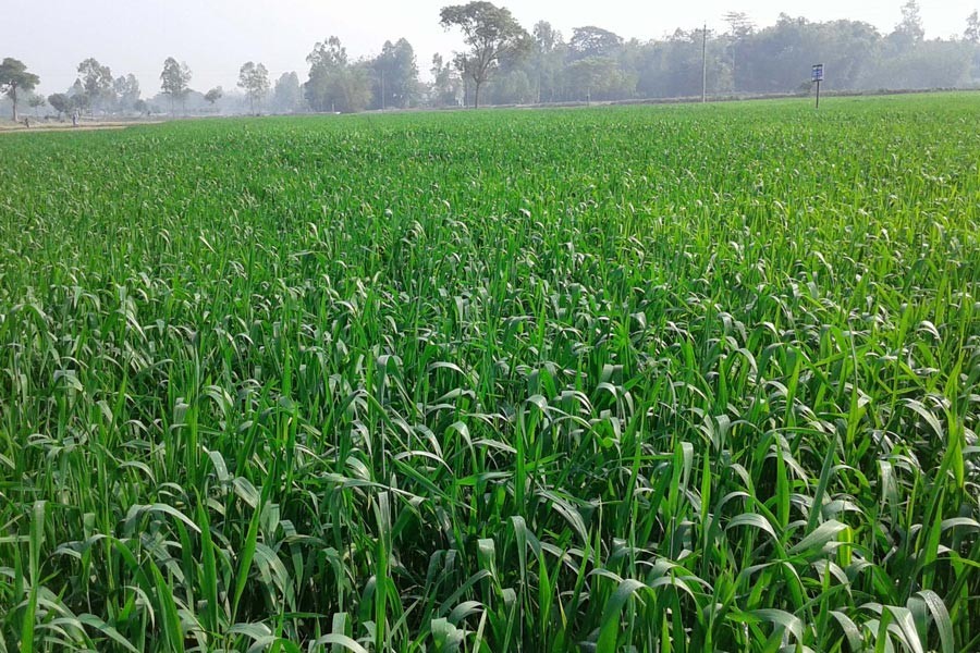 A view of a wheat field at Nishbetganj in Rangpur Sadar Upazila — FE Photo