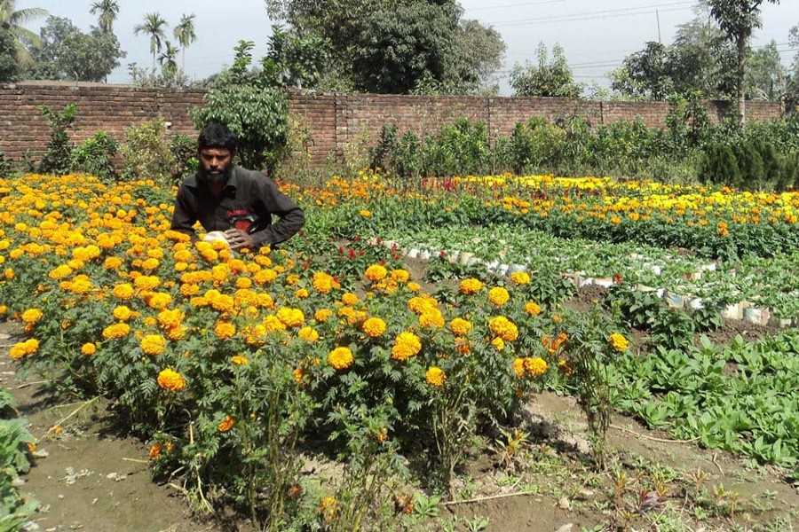 A farmer taking care of his flower field to provide abundant flower items in Bogura — FE Photo