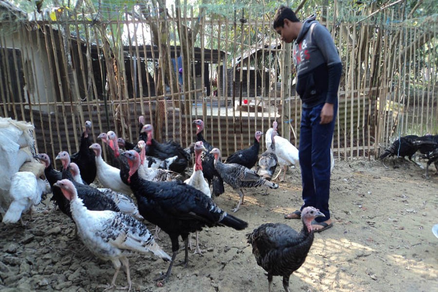 A farmer taking care of his Turkey farm at Gabtoli upazila of Bogura district — FE Photo
