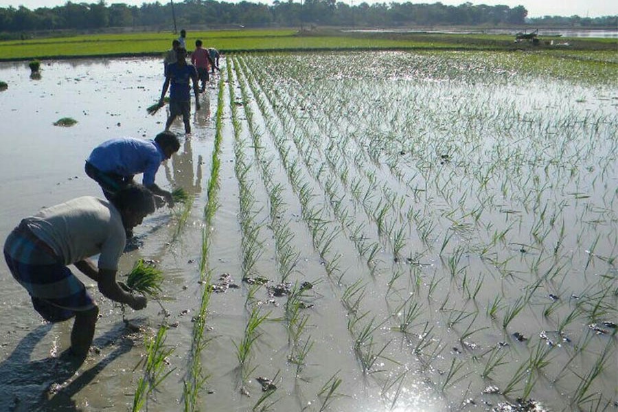 Line sowing has become popular for better yield. Farmers sowing Boro plants on a field in Derai upazila of Sunamganj. — FE Photo