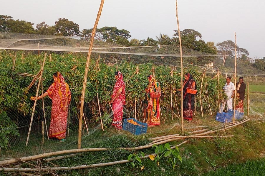A group of farmers both male and female busy in harvesting tomato from field at Raghunathpur Westpara under Sadar Upazila of Gopalganj district — FE Photo
