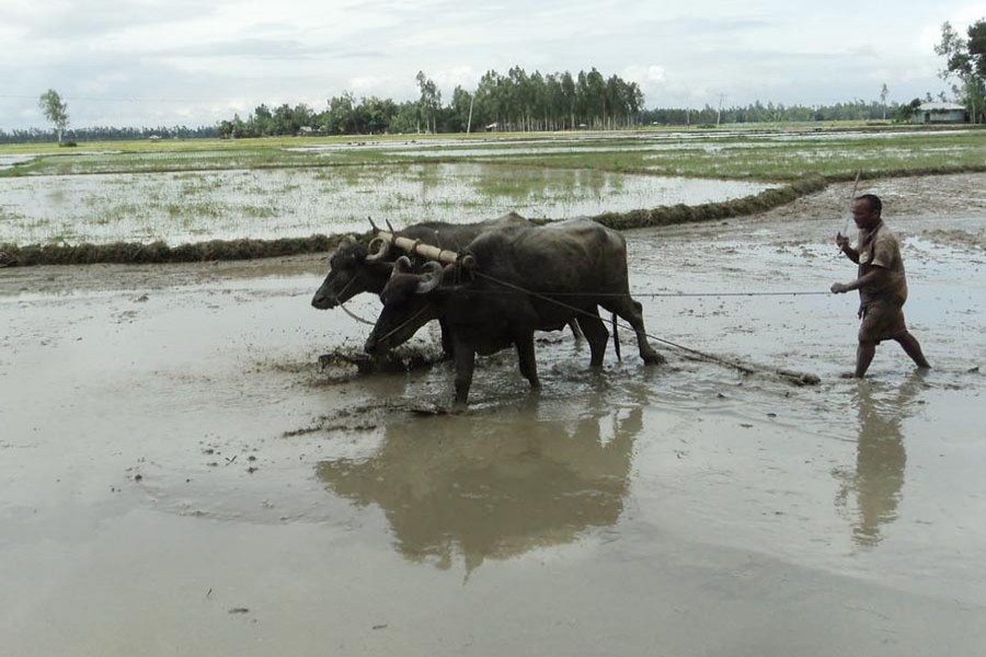 A farmer preparing Boro cropland with buffaloes to transplant the seedlings at Nandigram upazila of Bogura district — FE Photo