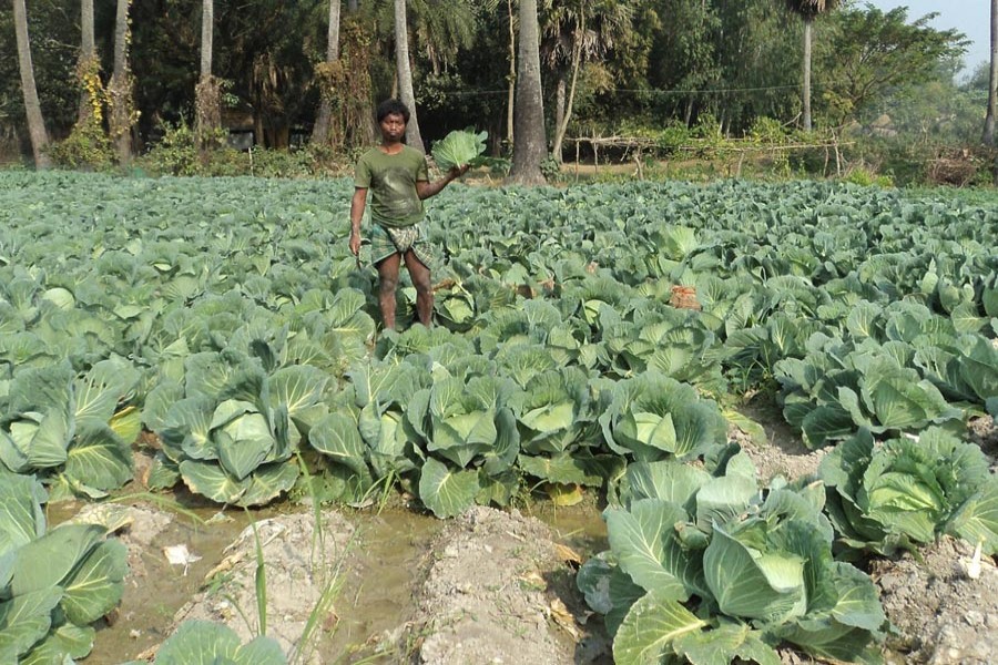 A farmer harvesting cabbage from his cropland at Puchindard village under Adamdighi upazila of Bogura district — FE Photo