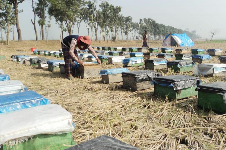 A beekeeper collecting honey at a field in Sirajganj — FE Photo