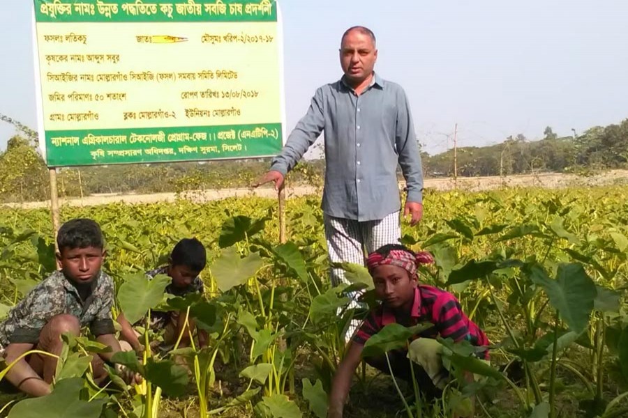 Farmer Abdus Sobur taking care of his demonstration plot, set up with assistance of NATP-II at Mollargaon village in Dakshin Surma of Sylhet. — FE Photo
