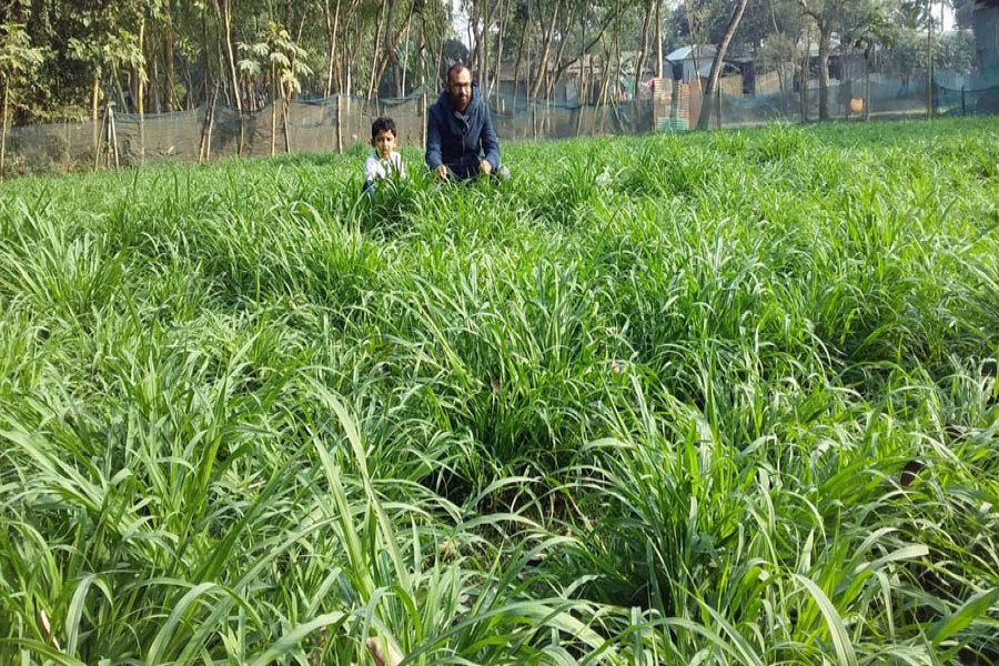 A view of Napier grass field at Sariakandi Upazila of Bogura district — FE Photo
