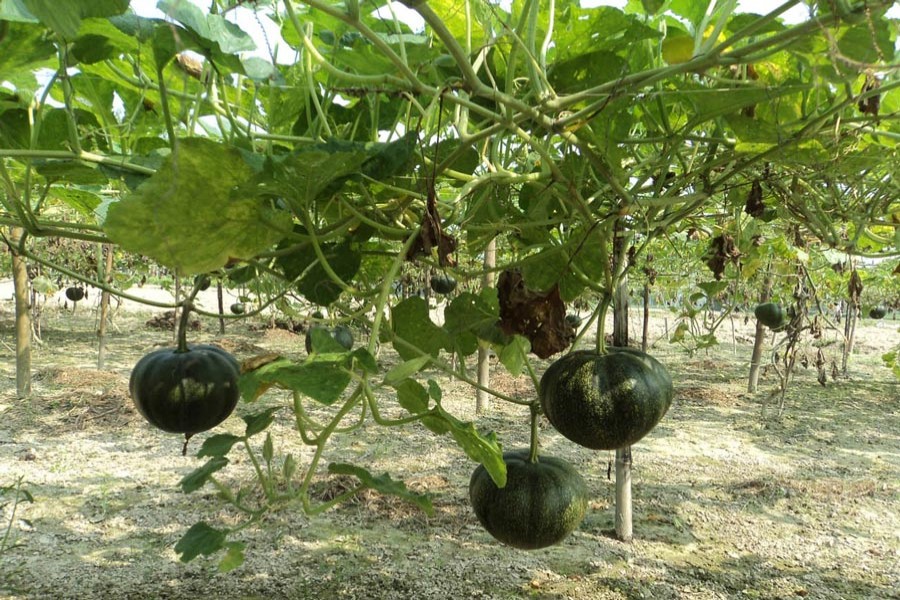 Pumpkins seen at a field at Akkelpur upazila in Joypurhat — FE Photo