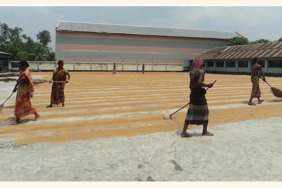 Day labourers drying paddy at a rice mill under Manda upazila of Naogaon district — FE Photo