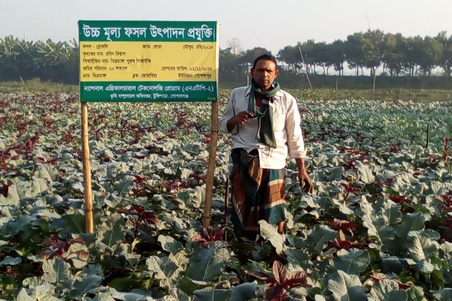 A farmer seen at his Broccoli field at Mitrodanga under Gopalpur union of Tungipara upazila in Gopalganj — FE Photo