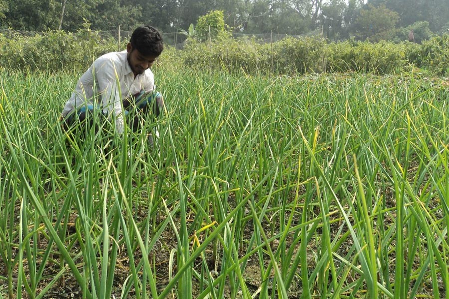 A farmer separating weeds from his garlic field for better output at Pachbibi upazila of Joypurhat district — FE Photo