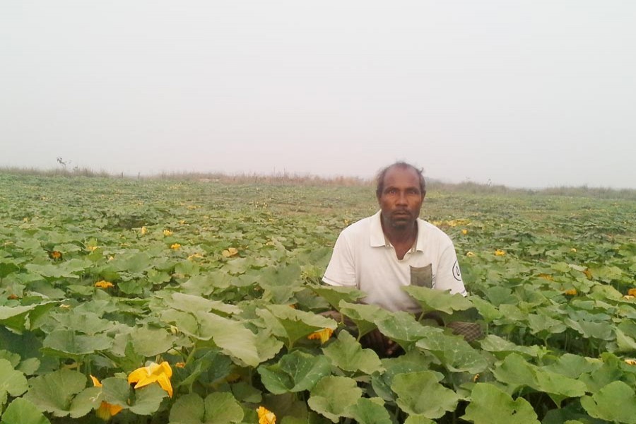 A farmer working at his field of winter vegetables in Golapganj of Sylhet district — FE Photo