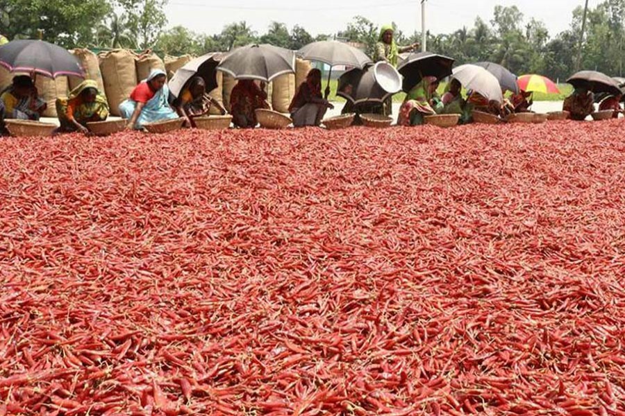 Women labourers passing busy time drying red chilies in Bogura district — FE Photo
