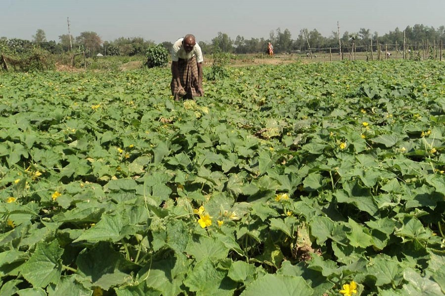A farmer plucking cucumber from his field under Shingra upazila of Natore district — FE Photo