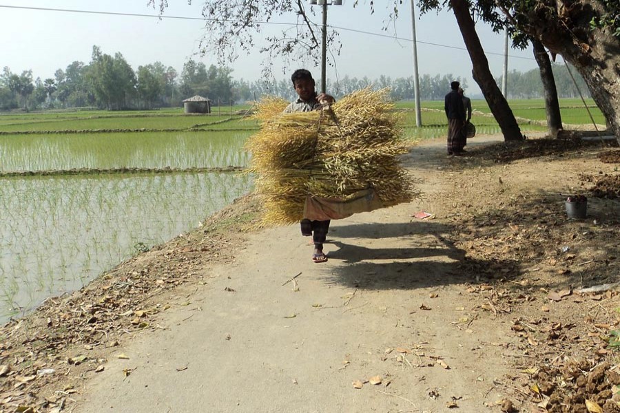 A farmer carrying harvested mustered from a field of Madhipukur village under Akkelpur upazila of Joypurhat district — FE Photo