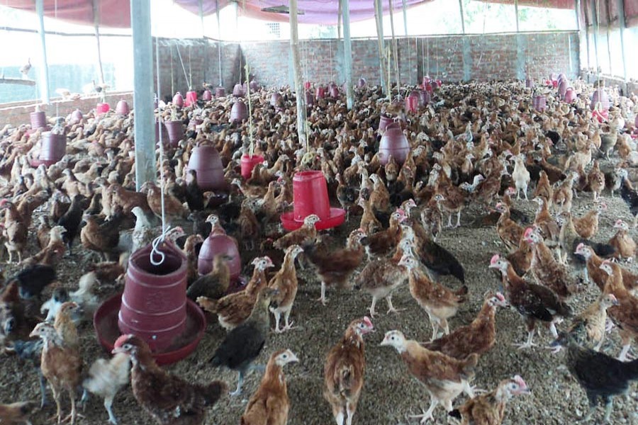 A partial view of a poultry farm in Pabna Sadar — FE Photo