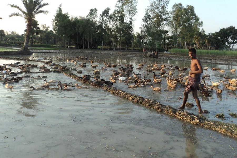 A rearer feeding ducks at his farm in Pashchim Alohali village under Dupchanchia upazila of Bogura on Wednesday — FE Photo