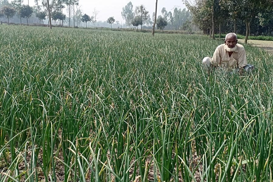 An elderly farmer taking care of his onion field in Ranipukur area under Mithapukur upazila of Rangpur district on Wednesday — FE Photo